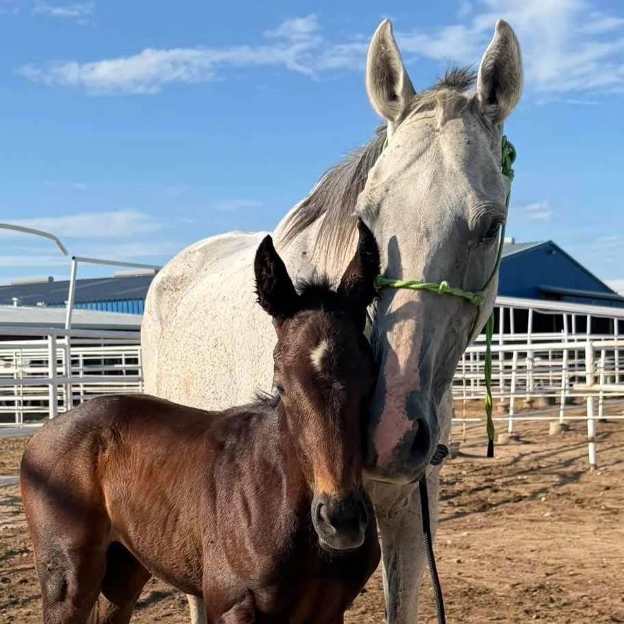 Dixie and her foal Rebel standing together
