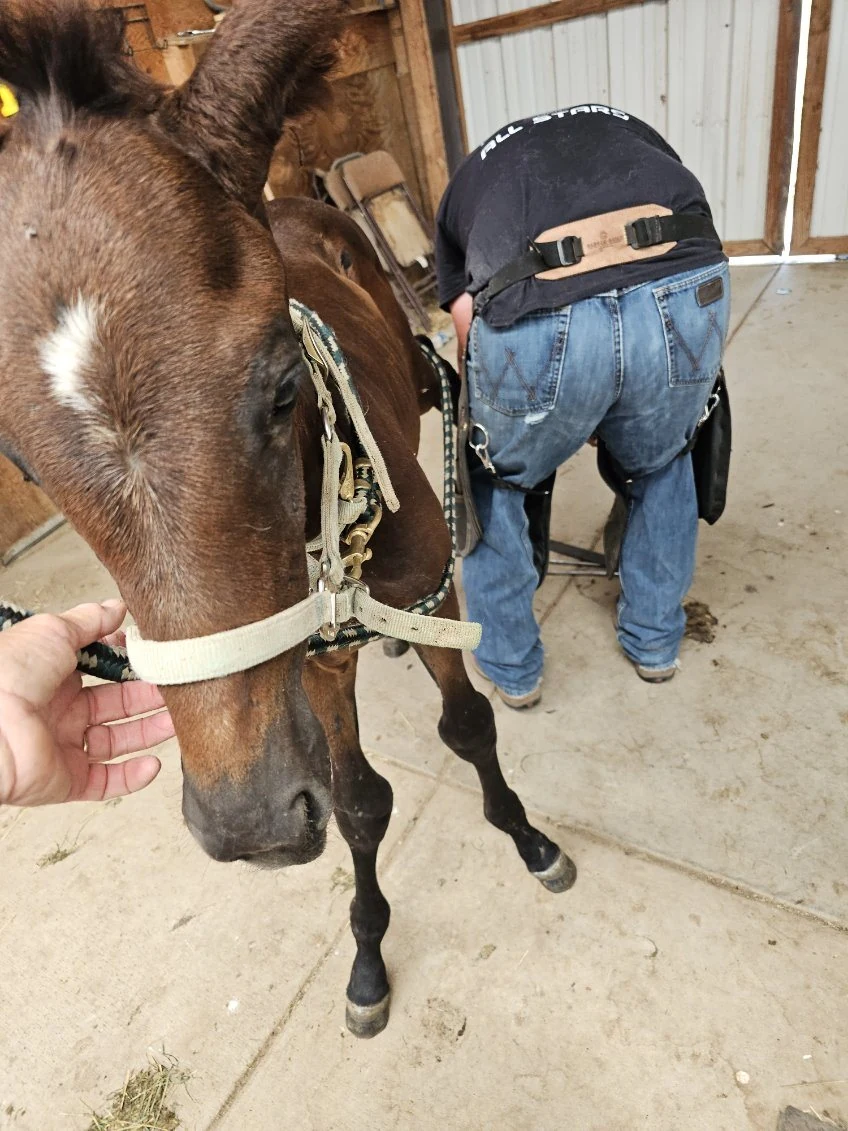 Rebel receiving careful farrier work during quarantine