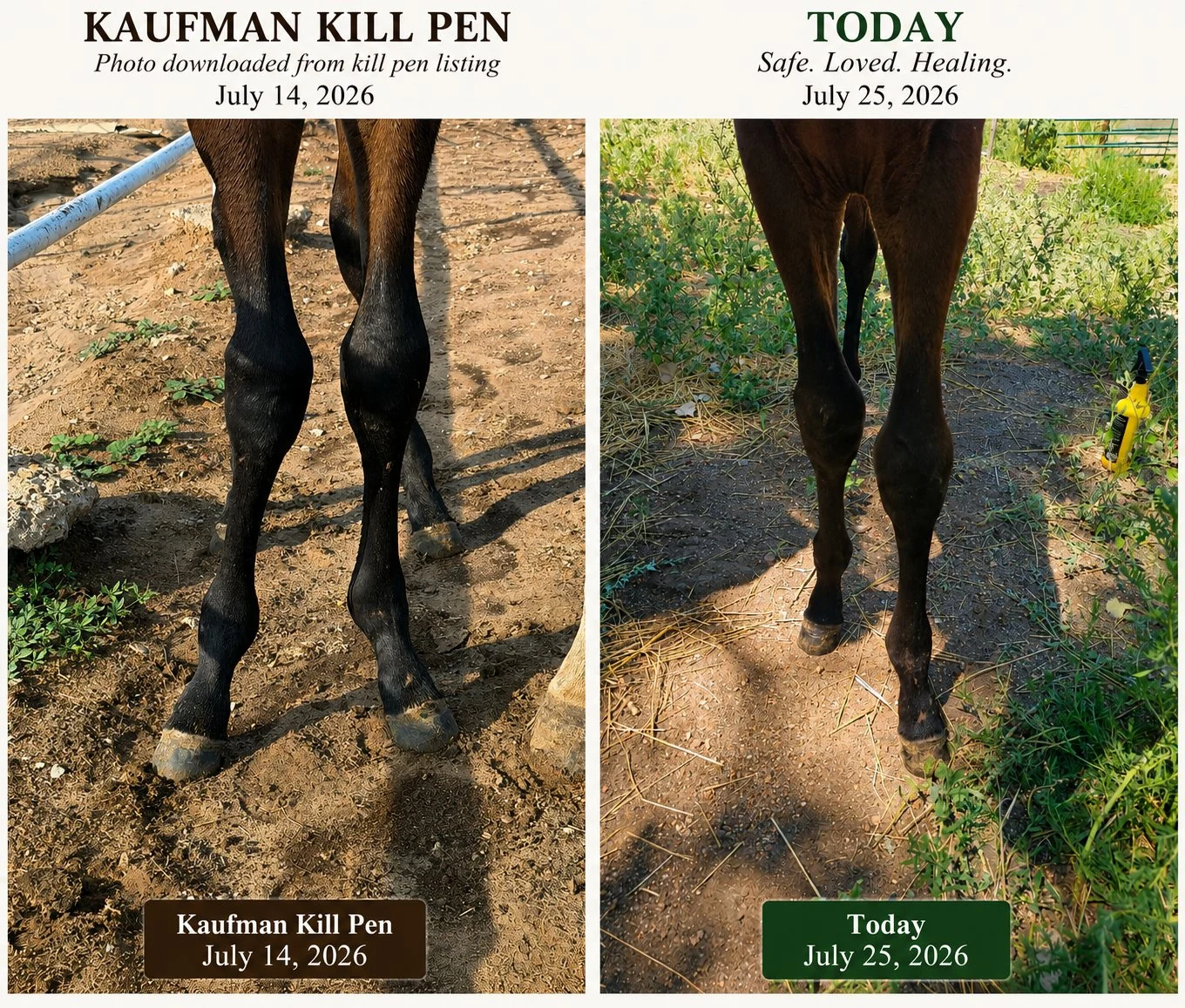 Before and after comparison showing Rebel's crooked legs at the Kaufman kill pen and improvement after rescue