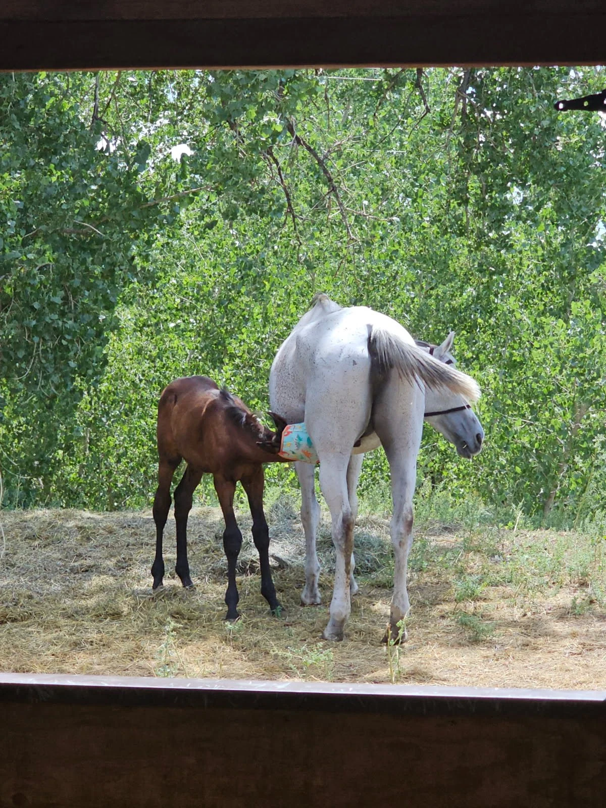 Rebel nursing from Miss Dixie during their recovery period
