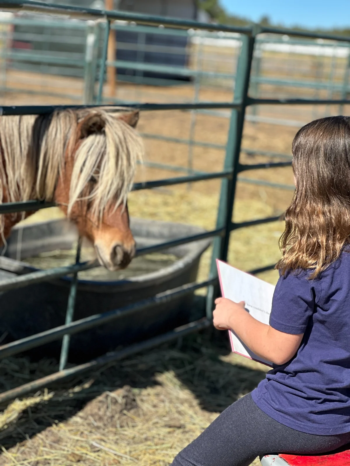 Young person quietly engaging with a pony at Journey With Equus